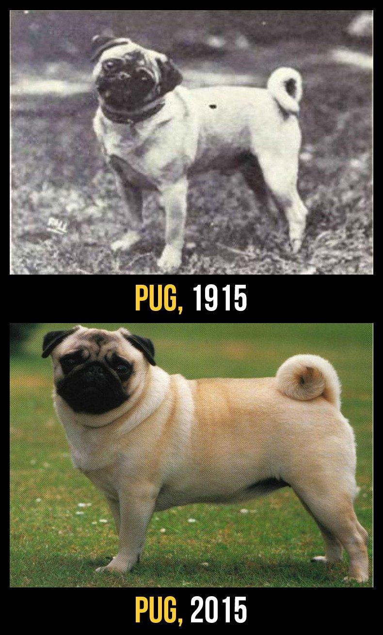 razas perro evolucion 9